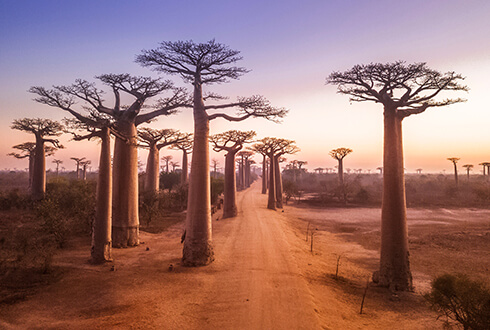 majestic baobabs of Madagascar