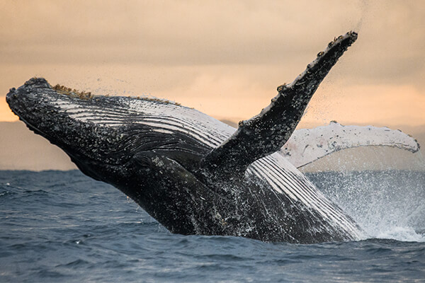 Madagascar wildlife experience, humpback whales Sainte Marie