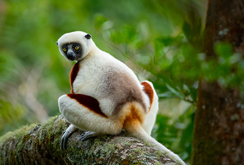 wildlife photography - Andasibe National Park Madagascar